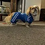 Dog, Dog Supply, Dog breed, Dog Clothes, Carnivore, Companion dog, Fawn, Toy Dog, Pet Supply, Road Surface, Snout, Leash, Asphalt, Electric Blue, Wood, Sportswear, Automotive Tire, Furry friends, Canidae