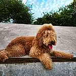 Dog, Cloud, Sky, Dog breed, Carnivore, Water Dog, Tree, Road Surface, Companion dog, Working Animal, Liver, Snout, Asphalt, Terrestrial Animal, Furry friends, Poodle, Grass, Canidae, Non-sporting Group