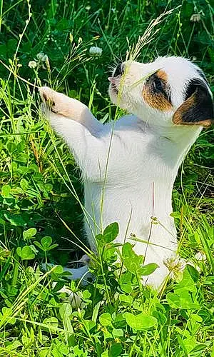 Name Jack Russell Dog Goose