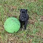 Plant, Grass, Ball, Groundcover, Sports Equipment, Terrestrial Animal, Soil, Watermelon, Dog breed, Annual Plant, Sports Toy, Working Animal
