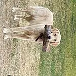 Dog, Dog breed, Plant, Carnivore, Grass, Companion dog, Fawn, Working Animal, Snout, Tree, Ball, Retriever, Tail, Wood, Canidae, Tennis Ball, Sports Equipment, Toy, Jumping