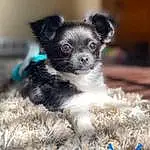 Dog, Dog breed, Carnivore, Whiskers, Companion dog, Fawn, Working Animal, Snout, Toy Dog, Terrestrial Animal, Canidae, Furry friends, Chihuahua, Puppy, Non-sporting Group