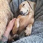Dog, Dog breed, Carnivore, Ear, Fawn, Companion dog, Whiskers, Comfort, Snout, Wood, Liver, Canidae, Working Animal, Paw, Furry friends, Human Leg, Wrinkle, Nail, Terrestrial Animal