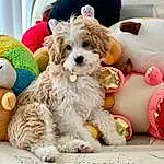 Dog, Dog Supply, Carnivore, Dog breed, Companion dog, Toy Dog, Terrier, Small Terrier, Event, Dog Collar, Furry friends, Dog Clothes, Puppy love, Labradoodle, Home Accessories, Puppy, Canidae, Non-sporting Group, Poodle Crossbreed