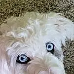 Hair, Head, Dog, Eyes, Carnivore, Dog breed, Working Animal, Companion dog, Ear, Toy Dog, Snout, Water Dog, Terrier, Canidae, Furry friends, Small Terrier, Labradoodle, Maltepoo, Puppy