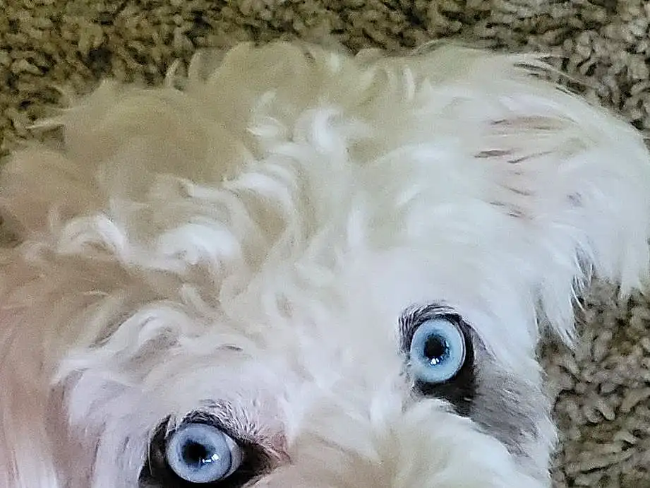 Hair, Head, Dog, Eyes, Carnivore, Dog breed, Working Animal, Companion dog, Ear, Toy Dog, Snout, Water Dog, Terrier, Canidae, Furry friends, Small Terrier, Labradoodle, Maltepoo, Puppy