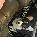 Dog, Carnivore, Comfort, Dog breed, Whiskers, Companion dog, Automotive Tire, Car Seat, Car Seat Cover, Working Animal, Wood, Furry friends, Dog Supply, Auto Part, Couch, Canidae, Rim, Paw, Leather