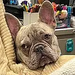Dog, Dog breed, Carnivore, Ear, Comfort, Companion dog, Fawn, Bulldog, Wrinkle, Whiskers, Snout, Working Animal, Toy Dog, Canidae, Terrestrial Animal, Non-sporting Group, Collar, Molosser, Old English Bulldog