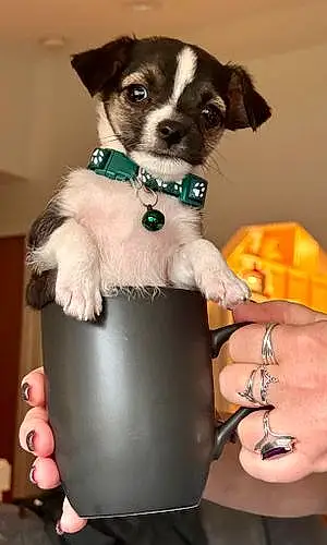 Name Chihuahua Dog Bodhi