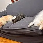 Dog, Couch, Dog breed, Comfort, Carnivore, Companion dog, Felidae, Fawn, Dog Supply, Tail, Hardwood, Canidae, Linens, Liver, Furry friends, Bed, Nap, Small To Medium-sized Cats, Wood