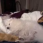 Dog breed, Felidae, Comfort, Carnivore, Small To Medium-sized Cats, Companion dog, Dog, Whiskers, Feather, Canidae, Furry friends, Duvet, Linens, Curtain, Bedding, Room, Nap, Paw, Couch
