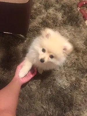 Name Pomeranian Dog Lucas