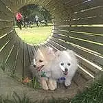 Plant, Circle, Whiskers, Grass, Tail, Automotive Wheel System, Wheel, Auto Part, Fashion Accessory, Furry friends, Companion dog, Spitz