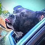 Dog, Window, Dog breed, Hood, Vehicle, Carnivore, Automotive Lighting, Working Animal, Fawn, Vehicle Door, Car, Tints And Shades, Automotive Mirror, Automotive Exterior, Electric Blue, Bumper, Vroom Vroom, Snout, Companion dog