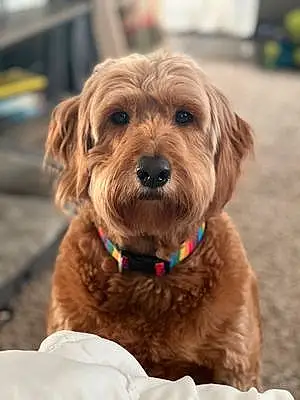 Goldendoodle Dog Archie