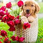 Flower, Plant, Dog, Carnivore, Dog breed, Petal, Pink, Grass, Happy, Companion dog, Fawn, Toy, Basket, Picnic Basket, Snout, Flowering Plant, Wicker, Magenta, Rose, Flower Arranging
