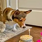 Food, Table, Dog, Tableware, Candle, Birthday Candle, Carnivore, Cake Decorating, Ingredient, Cuisine, Plate, Recipe, Cup, Dog breed, Dish, Companion dog, Baked Goods, Cake Decorating Supply, Sugar Cake, Cake