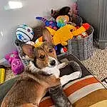 Dog breed, Toy, Carnivore, Fawn, Companion dog, Comfort, Wood, Clock, Stuffed Toy, Linens, Plush, Room, Luggage And Bags, Tail, Furry friends, Child, Bag, Felidae