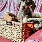 Dog, Storage Basket, Basket, Carnivore, Dog breed, Working Animal, Fawn, Wood, Companion dog, Comfort, Picnic Basket, Linens, Wicker, Couch, Recreation, Terrestrial Animal, Furry friends, Home Accessories, Sitting