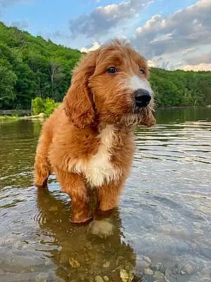 Name Goldendoodle Dog Bob