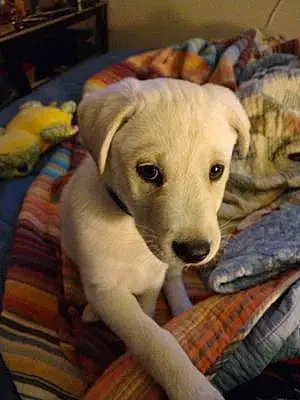 Name Labrador Retriever Dog Zero