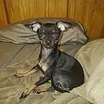 Dog, Carnivore, Dog breed, Grey, Fawn, Ear, Working Animal, Toy Dog, Comfort, Companion dog, Whiskers, Snout, Wood, Furry friends, Chihuahua, Terrestrial Animal, Dog Supply, Tail, Paw, Canidae