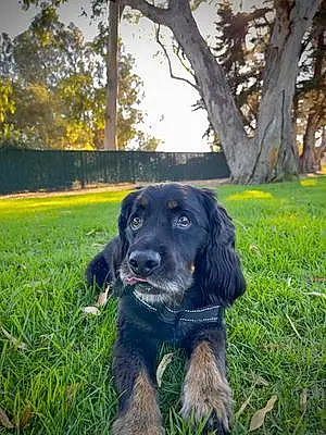 Name American Cocker Spaniel Dog Tommy