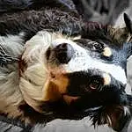 Dog, Dog breed, Carnivore, Whiskers, Companion dog, Collar, Snout, Furry friends, Canidae, Dog Collar, Herding Dog, Plant, Working Dog, Working Animal, Bernese Mountain Dog, Paw