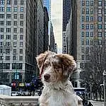 Dog, Building, Infrastructure, Skyscraper, Carnivore, Dog breed, Window, Companion dog, City, Tower Block, Snout, Urban Design, Road, Sidewalk, Condominium, Street, Furry friends, Advertising, Poster