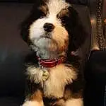 Dog, Carnivore, Working Animal, Toy Dog, Companion dog, Dog breed, Terrier, Small Terrier, Furry friends, Liver, Water Dog, Non-sporting Group, Maltepoo, Puppy, Biewer Terrier, Dog Collar