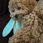 Dog, Water Dog, Dog breed, Carnivore, Companion dog, Poodle, Toy Dog, Dog Collar, Canidae, Furry friends, Terrier, Working Animal, Dog Supply, Maltepoo, Pet Supply, Poodle Crossbreed, Labradoodle, Bichon, Non-sporting Group
