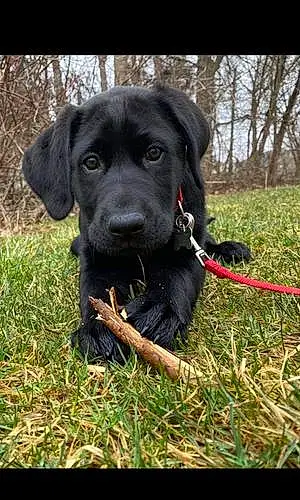 Name Labrador Retriever Dog Mowgli