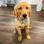 Dog, Eyes, Carnivore, Dog breed, Wood, Fawn, Companion dog, Whiskers, Snout, Furry friends, Hardwood, Canidae, Tail, Working Animal, Terrestrial Animal, Puppy, Retriever, Golden Retriever