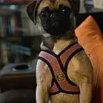 Dog, Dog breed, Carnivore, Fawn, Companion dog, Snout, Dog Supply, Furry friends, Toy Dog, Working Animal, Pug, Canidae, Non-sporting Group, Chest, Paw