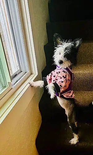 Chinese Crested Dog Lucy