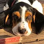 Dog, Dog breed, Carnivore, Companion dog, Whiskers, Snout, Scent Hound, Wood, Hound, Canidae, Terrestrial Animal, Furry friends, Puppy love, Finnish Hound, Paw, Puppy, Working Animal, Working Dog, Hunting Dog
