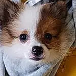 Dog, Eyes, Dog breed, Carnivore, Ear, Companion dog, Whiskers, Working Animal, Fawn, Toy Dog, Snout, Terrestrial Animal, Canidae, Dog Supply, Furry friends, Volpino Italiano, Puppy, Corgi-chihuahua, Non-sporting Group