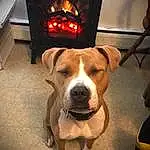 Dog, Carnivore, Wood, Wood-burning Stove, Working Animal, Companion dog, Dog breed, Gas, Fireplace, Heat, Fire, Stove, Hardwood, Masonry Oven, Whiskers, Collar, Working Dog