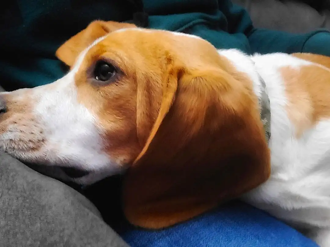Dog, Carnivore, Scent Hound, Dog breed, Companion dog, Snout, Whiskers, Working Animal, Hound, Collar, Furry friends, Comfort, Beagle, Terrestrial Animal, Hunting Dog