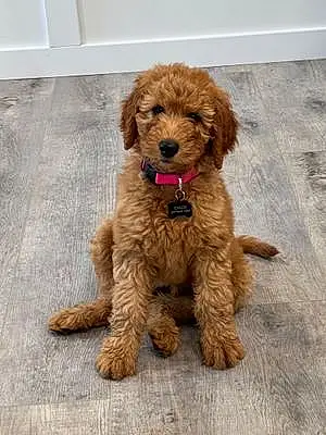 Firstname Goldendoodle Dog Chloe