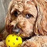 Dog, Dog breed, Carnivore, Dog Supply, Companion dog, Water Dog, Liver, Snout, Toy, Tennis Ball, Toy Dog, Canidae, Furry friends, Working Animal, Yorkipoo, Puppy, Dog Collar, Maltepoo