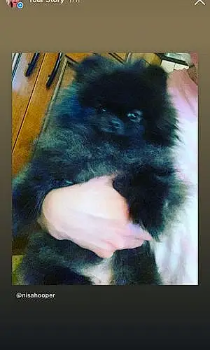 Name Pomeranian Dog Queenie
