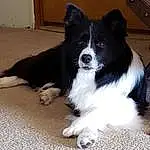 Dog, Carnivore, Dog breed, Companion dog, Herding Dog, Border Collie, Working Animal, Whiskers, Snout, Door, Canidae, Furry friends, Sports Equipment, Working Dog, Australian Collie