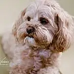 Dog, Dog breed, Carnivore, Liver, Companion dog, Toy Dog, Snout, Working Animal, Water Dog, Shih-poo, Furry friends, Natural Material, Terrier, Maltepoo, Small Terrier, Canidae, Mal-shi, Poodle, Puppy love