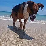 Water, Dog, Sky, Beach, Azure, Dog breed, Carnivore, Collar, Fawn, Companion dog, Working Animal, Pet Supply, Dog Supply, Sand, Landscape, Snout, Tail, Shore, Horizon