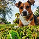 Sky, Plant, Dog, Cloud, Green, Carnivore, Grass, Collar, Fawn, Tree, Companion dog, Dog breed, Whiskers, Groundcover, Working Animal, Snout, Natural Landscape, Landscape, People In Nature, Plantation