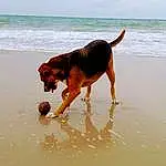 Water, Dog, Beach, Dog breed, Sky, Natural Environment, Carnivore, Working Animal, Collar, Fawn, Companion dog, People On Beach, Sand, Fun, Liquid, Ball, Shore, Tail