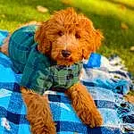 Dog, Dog breed, Green, Blue, Carnivore, Water Dog, Dog Supply, Companion dog, Grass, Dog Clothes, Toy Dog, Snout, Terrier, Liver, Pattern, Event, Canidae, Plaid, Plant