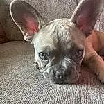 Dog, Carnivore, Ear, Dog breed, Companion dog, Fawn, Whiskers, Snout, Wrinkle, Working Animal, Toy Dog, Canidae, Furry friends, Mexican Hairless Dog, Non-sporting Group, Paw, Puppy