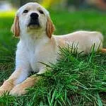 Dog, Carnivore, Dog breed, Grass, Fawn, Companion dog, Whiskers, Plant, Terrestrial Animal, Furry friends, Biting, Canidae, Tail, Toy Dog, Liver, Grassland